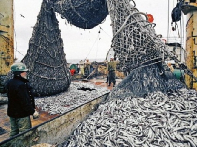 О рыбе и морепродуктах в цифрах