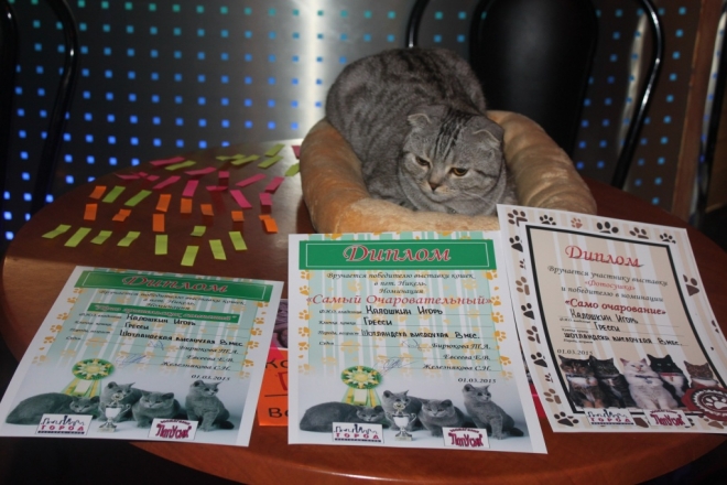 В Никеле прошла первая благотворительная выставка кошек