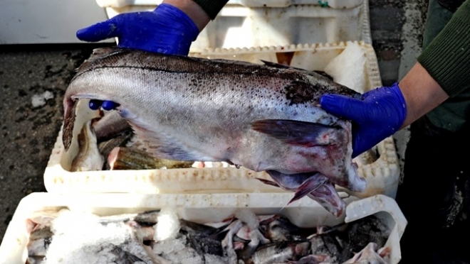 Рыбаки Заполярья выловили 304 тысячи тонн рыбы
