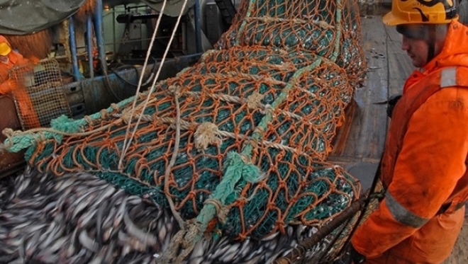 Более 450 тысяч тонн рыбы выловили в Северном бассейне