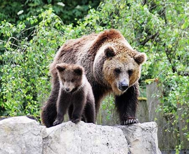 Медведи объявились и в Сафоново