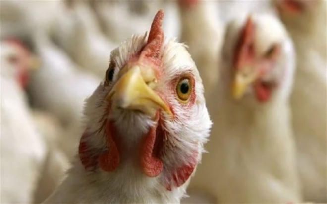 В Заполярье исследуют 960 проб на птичий грипп