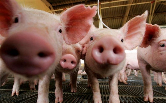Совхоз "Пригородный": спасти рядовых свиней