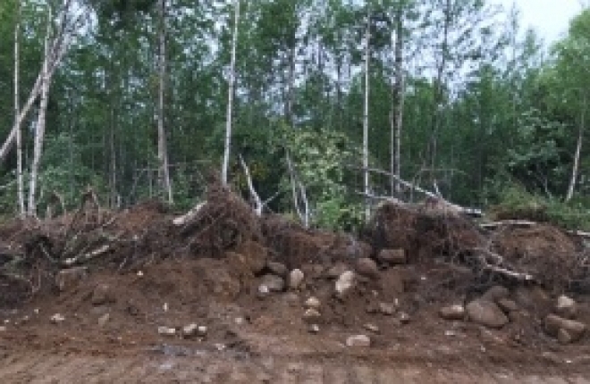 В Коашве незаконно вырубили лес