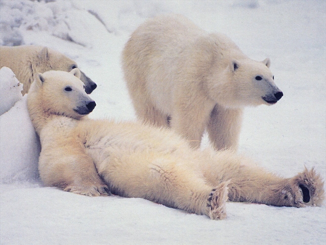 97% арктических животных пострадают от глобального потепления